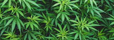What are the health benefits of cannabis?