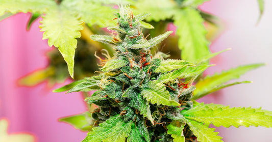 How marijuana keeps brain healthy and strong